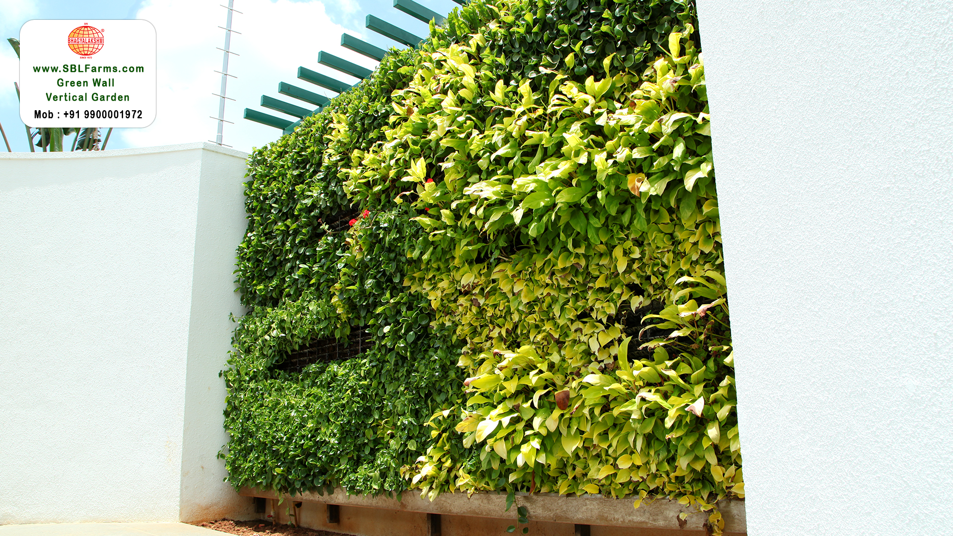 Sbl Farms Green walls and Living walls, Vertical Garden, Bio Curtains,Green wall or vertical garden design for home in bangalore